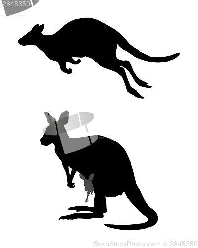 Image of Detailed and isolated illustration of kangaroo jumping