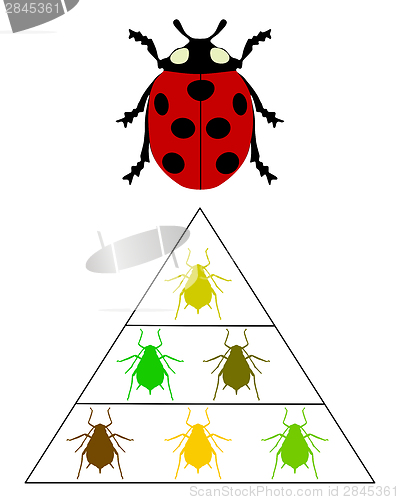 Image of Ladybird diet pyramid
