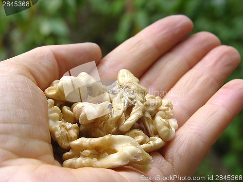 Image of Walnuts in the palm of a womans hand