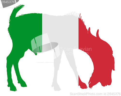 Image of Italian he-goat