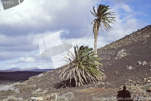 Image of Palm trees