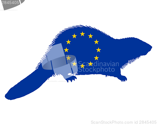 Image of European beaver