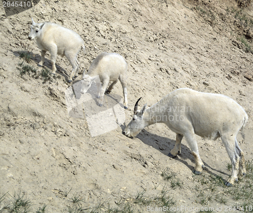Image of Rocky Mountain goat