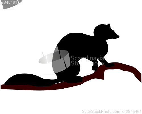 Image of European Pine Marten silhouette