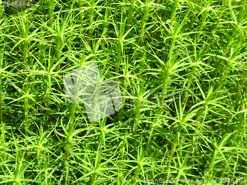 Image of Closeup view on a green moss as background