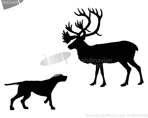 Image of Two animals, setter and caribou meet face to face 