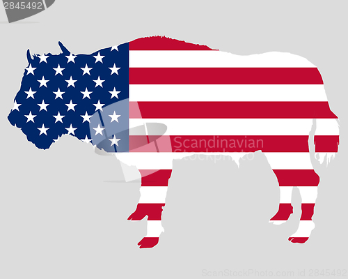 Image of Buffalo in stars and stripes