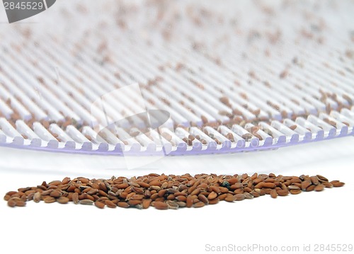 Image of Jar with sprouting alfalfa