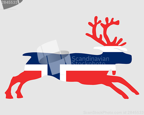Image of Norwegian reindeer