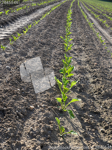 Image of Sugar beet field (Beta vulgaris subsp. vulgaris)