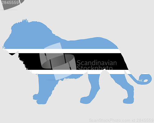 Image of Lion Botswana