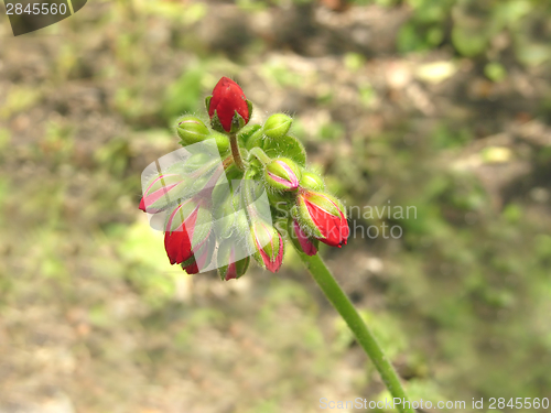 Image of Flower buds of a red crane?s bill