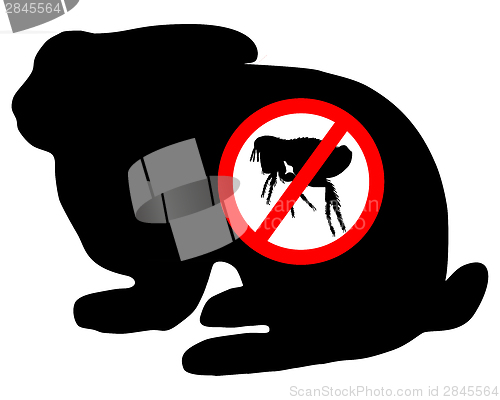 Image of Bunny flea prohibited