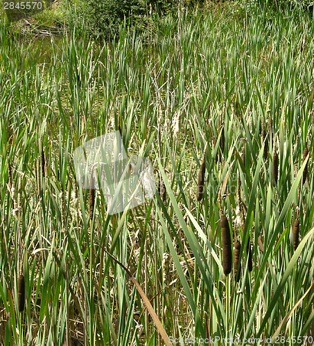 Image of Brown bulrush in green reed
