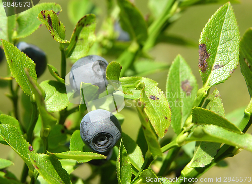 Image of Bilberry bush with ripe bilberries