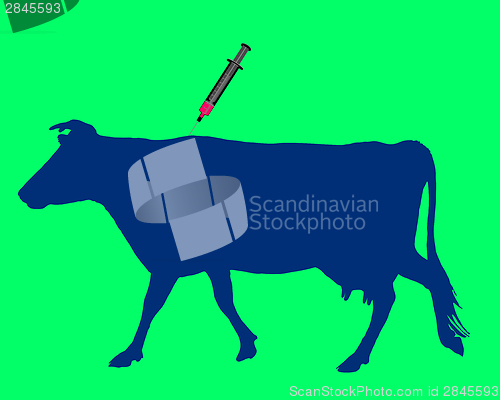 Image of Cow gets an inoculation against blue tongue disease