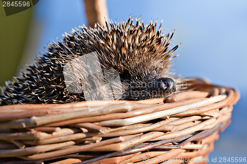 Image of hedgehog in basket