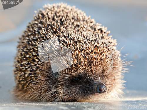 Image of cute hedgehog