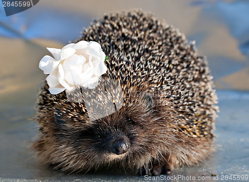 Image of hedgehog with with rose flower in the needles