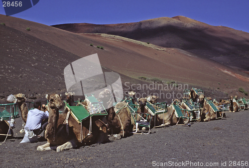 Image of Camels waiting