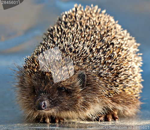 Image of hedgehog