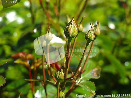 Image of Flower buds