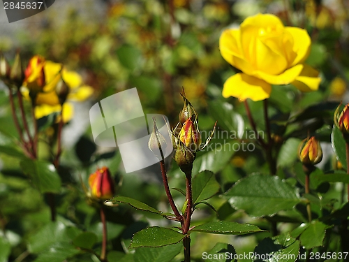 Image of Yellow rose bud