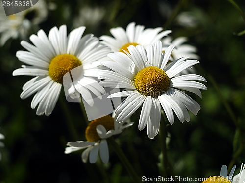 Image of daisy chain 