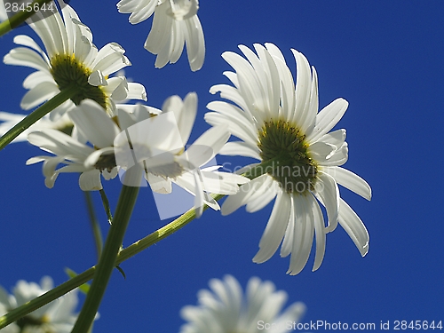 Image of daisy chain on blue sky