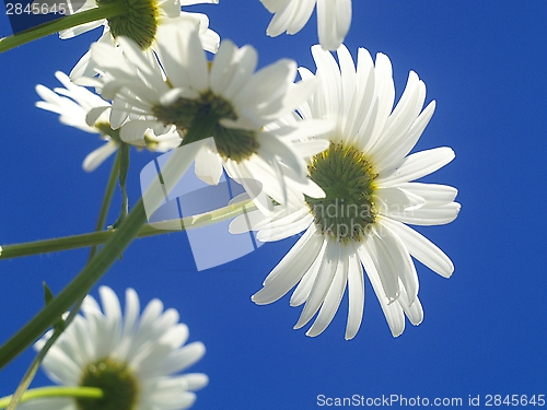 Image of daisy chain on blue sky