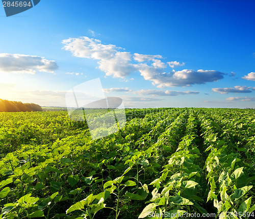 Image of Field of young sunflowers