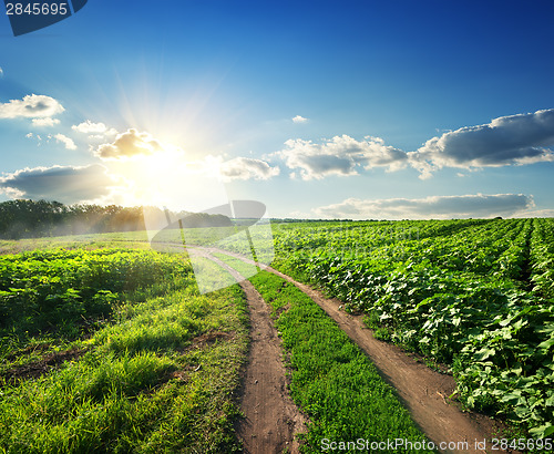 Image of Young sunflowers and road