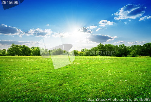 Image of Green grass and trees