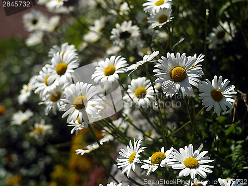Image of daisy chain