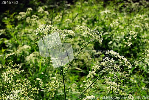 Image of cow parsley