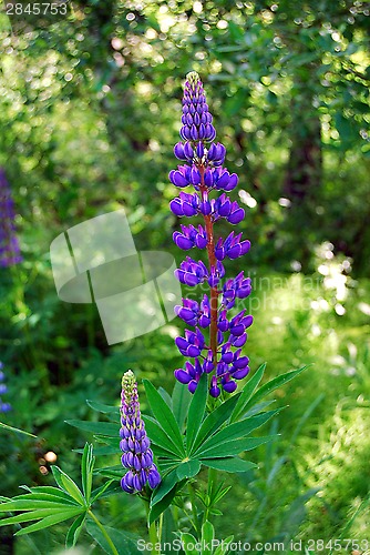Image of Purple flower