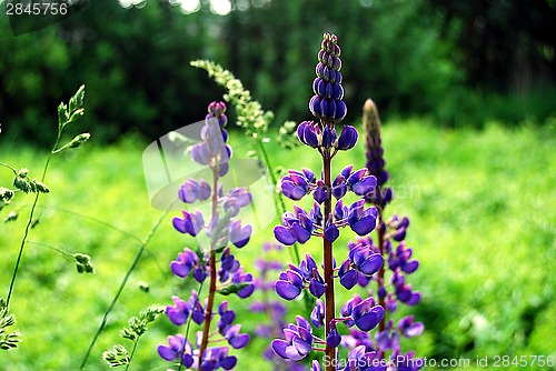 Image of Purple flower