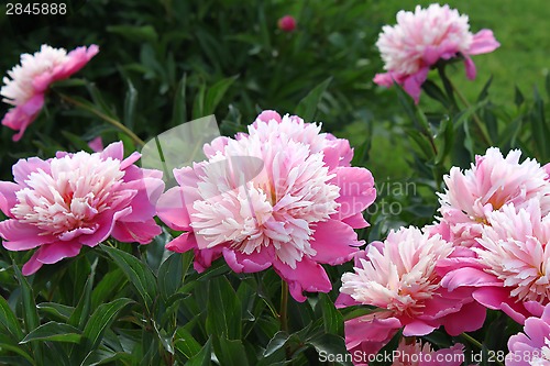 Image of Beautiful pink peony flowers