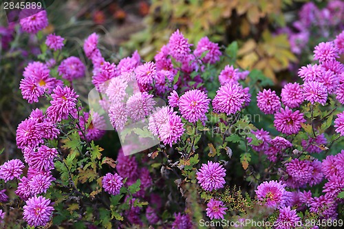 Image of Bright pink flowers