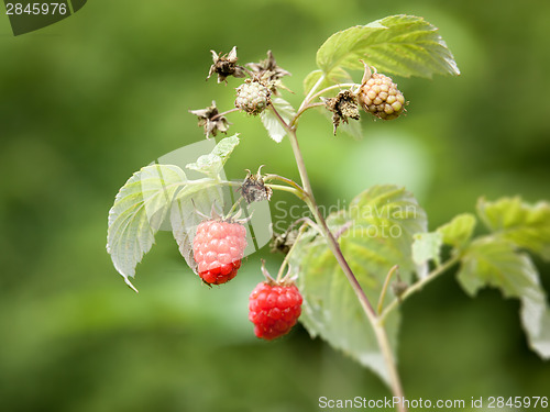 Image of raspberry