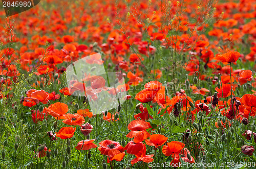Image of Poppy field