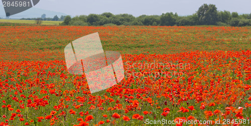 Image of Poppy field