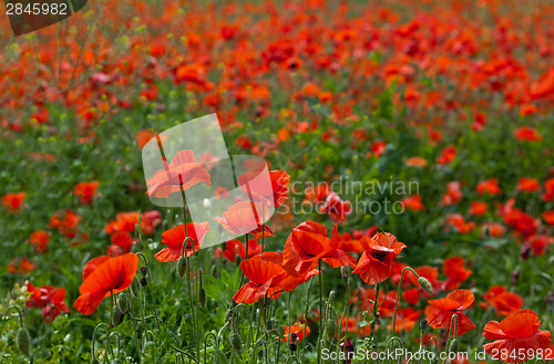 Image of Poppy field