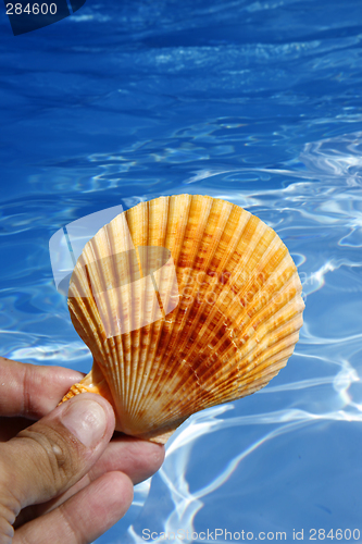 Image of Shell and Water