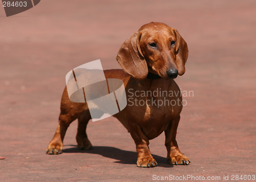 Image of Dachshund