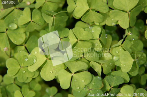 Image of Oxalis