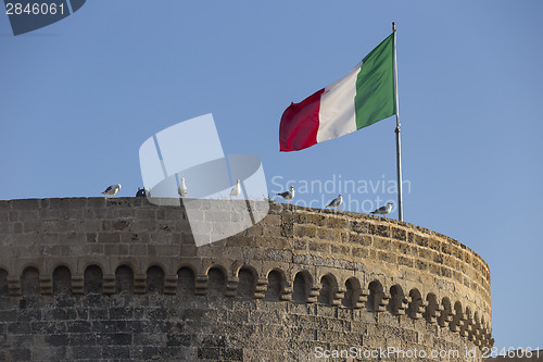 Image of Seagulls standing near Italian flag