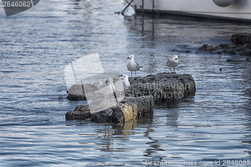 Image of Seagulls standing on rocks