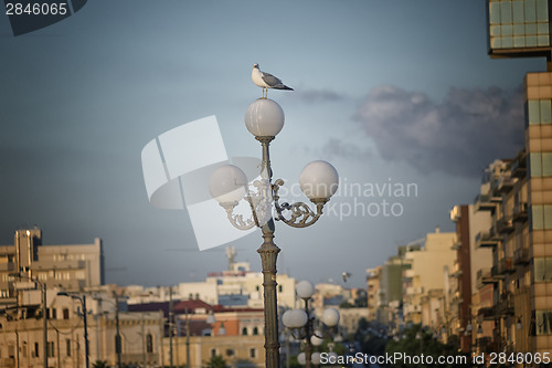 Image of Seagull standing on street lamp