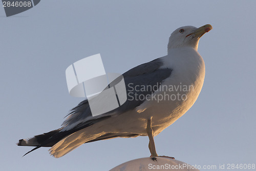 Image of Seagull standing on street lamp sphere